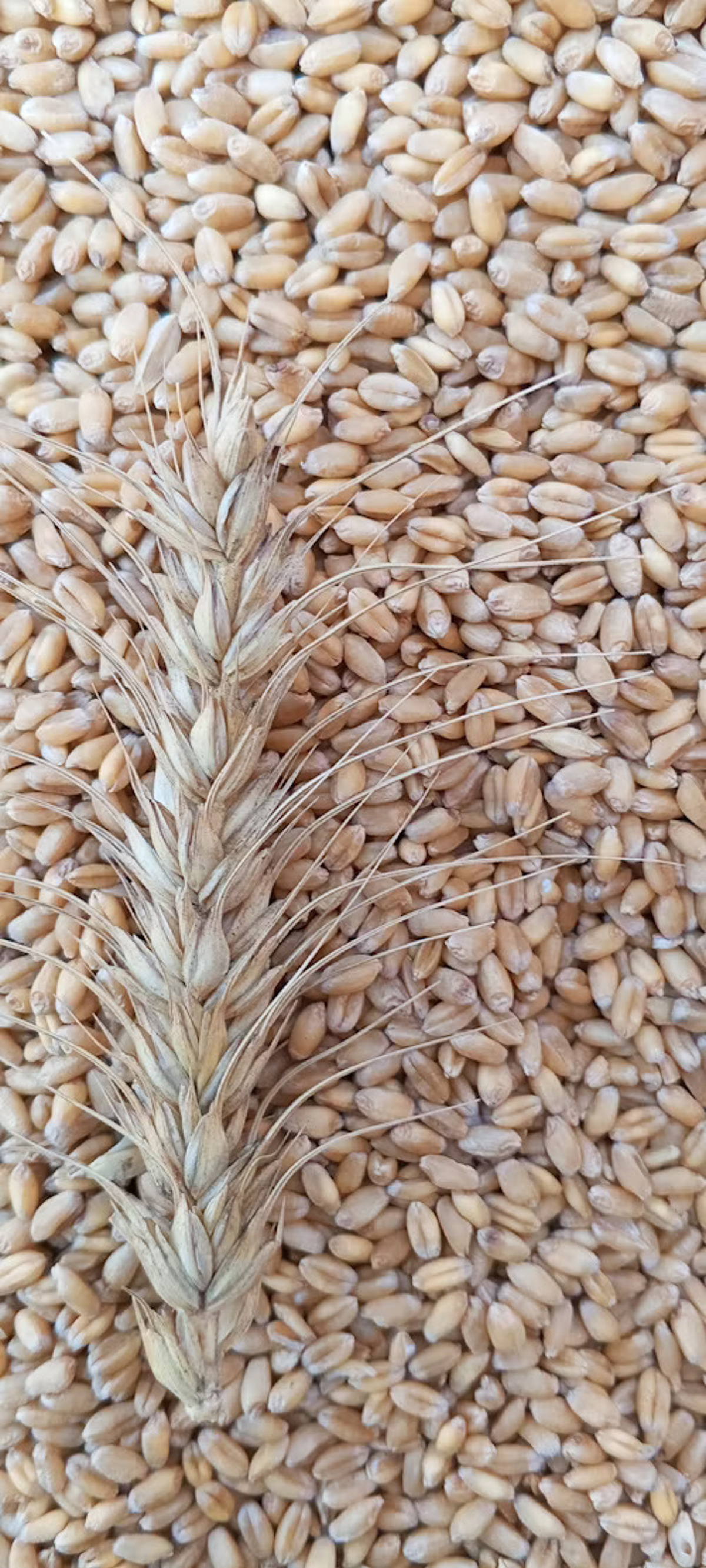 Featured image of Wheat